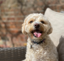 Maltipoo Puppies For Sale